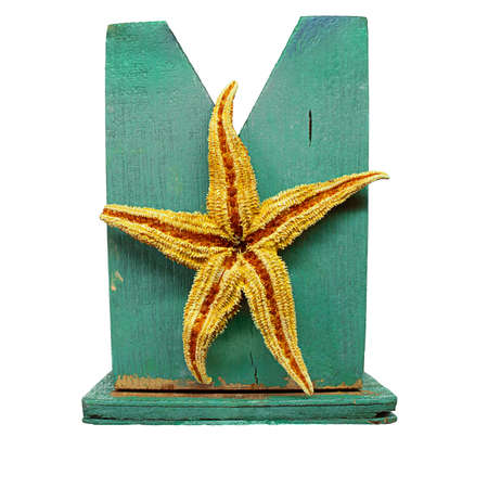 Orange starfish on turquoise shelf on white isolated background. Summer, vacation, beach. Design element. Copy spaceの写真素材