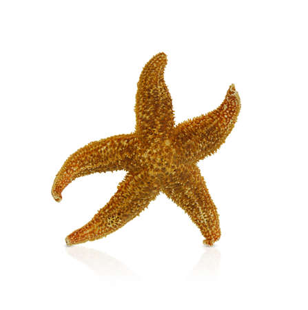 Orange textured starfish on white isolated background. Symbol of the sea, relaxation, beach. Copy spaceの写真素材