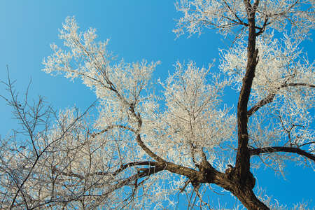 Frozen tree with frost and bare white branches on blue background. Winter landscapeの写真素材