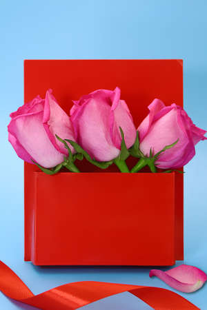 Three pink roses in red box envelope with petal and ribbon on blue background. Holiday, Valentine's,...