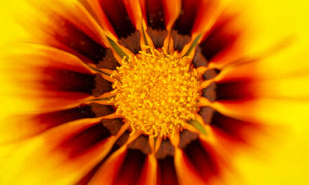 Macro flower yellow blurred background. nature. Season spring, summerの写真素材