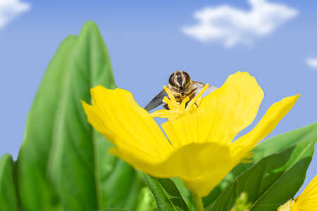 Honey bee on yellow flower collects nectar and with green leaves against blue sky with clouds. macro photography. Nature. copy spaceの写真素材