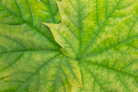 Maple yellow green leaves close-up. natural background. horizontal and vertical. copy spaceの写真素材