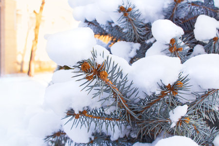 Spruce with needles covered with snow. natural background. Autumn, winter, natureの写真素材