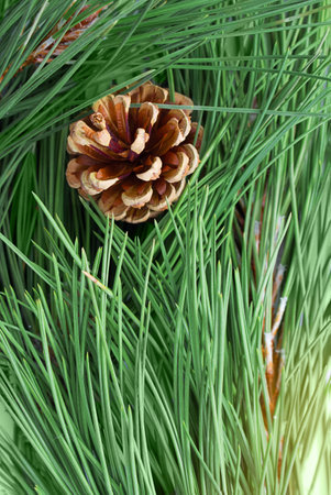 Pine branch with needles with brown cone. natural background. Autumn, winter, natureの写真素材