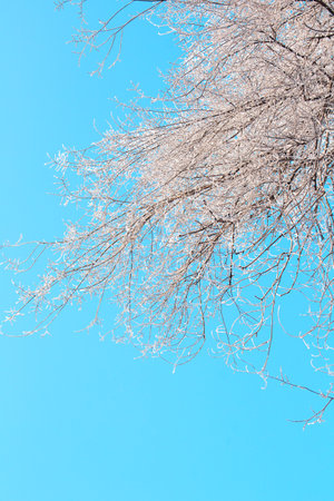 White branch of tree in the hoarfrost behind the sky. Winter. vertical. copy spaceの写真素材