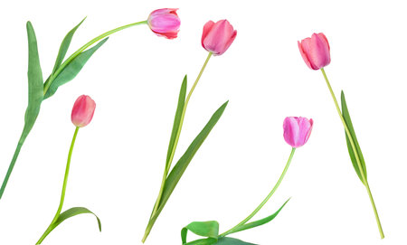 Pink tulips on white isolated background. design element. International women's, mother's day, March 8, birthday, easter. copy spaceの写真素材