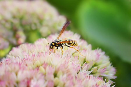 <p>Striped wasp collects nectar on garden pink flower. pollination. Plant Sedum at sunny day. selective focus. macro. flower card. Summer. copy space</p>の写真素材