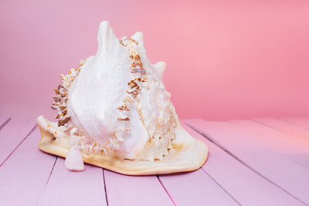 Big white seashell on the background of pink wooden boards with shells beads. Marine summer holidays. copy spaceの写真素材