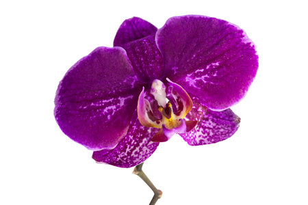 Large purple orchid on white isolated background. holiday gift. copy spaceの写真素材