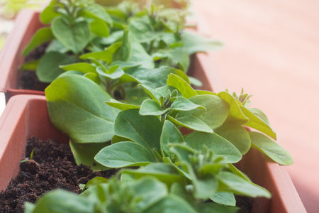 Young green petunia seedlings growing in pot. Gardening, planting flowersの写真素材