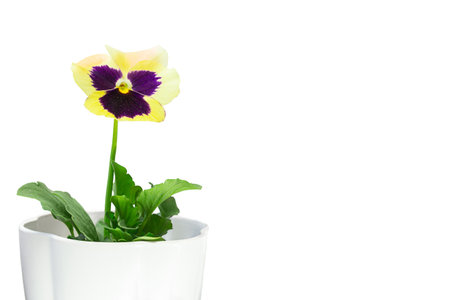 Yellow flower in pot on white isolated background. gardening, holiday. copy spaceの写真素材