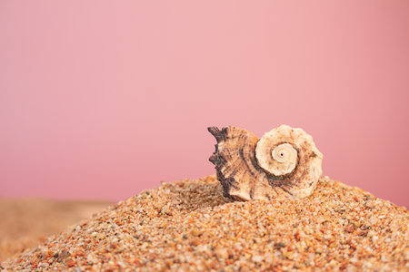 Marine swirl shell on beach sand on pink background. vacation, travel concept. copy spaceの写真素材