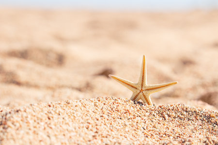 Beautiful beach with yellow sand with small pebbles and starfish in sunny day. panoramic view. natural background for summer vacationの写真素材