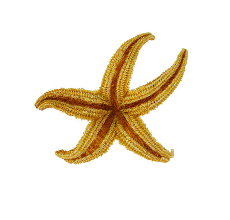 Orange starfish isolated on white background. design element. Travel, vacation, summer. copy spaceの写真素材