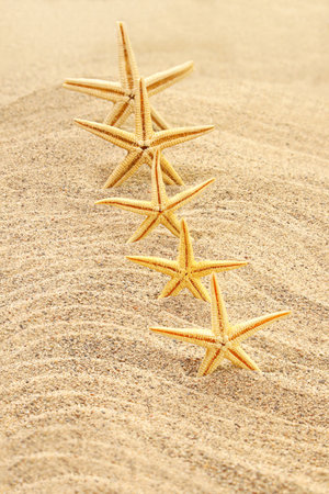Orange starfish in row on sand of beach. vertical. Travel, vacation, summer background in hot countries. copy spaceの写真素材