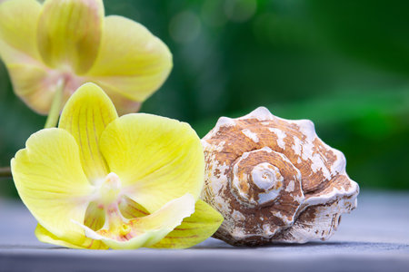 Lemon orchid with white shell behind green blurred background of palm leaves. The concept of vacation, travel, beach, spa, holidays in tropical country. copy spaceの写真素材