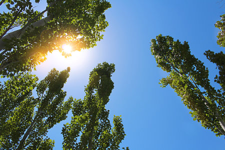 Looking up deciduous forest trees with sunlight. bottom view background. Trunks and branches with fresh spring, summer leavesの写真素材