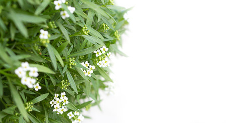Blossom Alyssum maritimum, common name sweet alison, plant on white isolated background. copy spaceの写真素材
