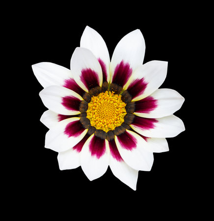 Purple and white osteosperumum daisies with yellow stamens growing on black isolated background. Summerの写真素材