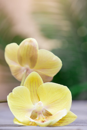 Yellow orchid flowers on wooden background. vertical. Floral background, congratulations on birthday, international women's and mother's day, spa in tropical countryの写真素材