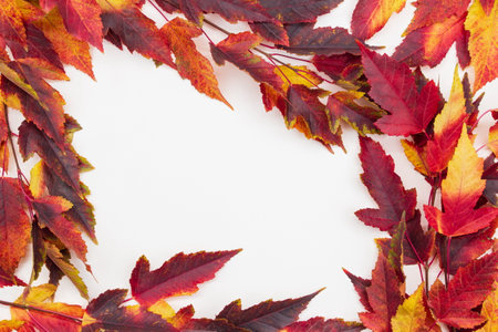 Red rowan leaves, foliage on white isolated background. autumn frame. copy spaceの写真素材