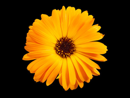 Top view of macro orange flower named osteospermum orange african daisy, Calendula. Marigold flower isolated on black backgroundの写真素材