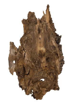 Texture tree bark on white isolated background, top view. Natural material, podium for product. design element. copy spaceの写真素材