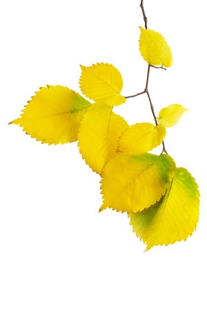 Yellow leaves on a twig on a white isolated background. Autumn. design elementの写真素材