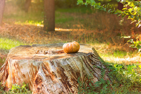 Orange pumpkin on a large stump with leaves in a park, forest, farm on a sunny day. Halloween, Thanksgivingの写真素材