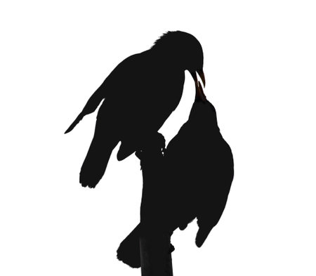 Two black bird silhouettes on white isolated background. Crows kiss, feeding each other on branch. Valentine's day love, gloomy Halloween. copy spaceの写真素材