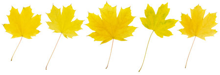 Yellow autumn maple leaves on white isolated background. Design element. Colecation setの写真素材