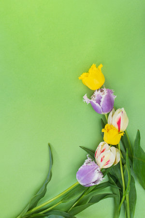 Yellow, purple, white tulips on green background in corner. Holiday, March 8, International Women's Day, birthday. Copy spaceの写真素材