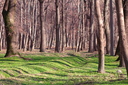 Bare trees on green clearing in forest or park in spring or autumn. Natureの写真素材