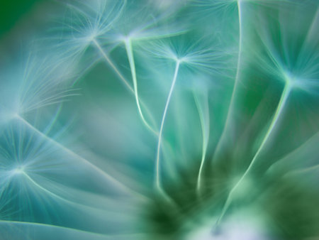 Blurred green abstract nature background. Spring summer selective focus dandelion background. Copy...