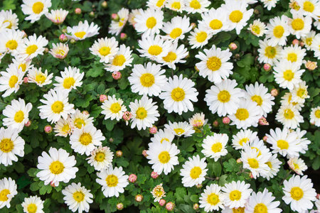 White chamomile bush for herbal medicine is also an argyranthemum, marguerite daisy and chrysanthemum variety grown in the gardenの写真素材