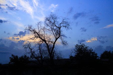 Black silhouette of bare tree with roof in beautiful night moonlight, evening with clouds. Copy spaceの写真素材