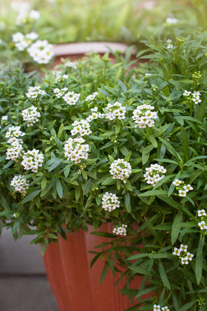 Blossom Alyssum maritimum, common name sweet alison, plant in brown pot. Gardeningの写真素材