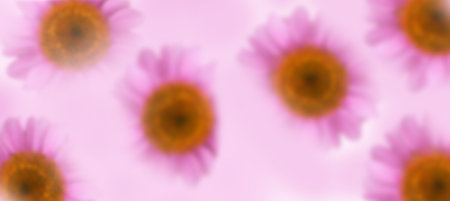 Defocused pink garden flower echinacea purpurea, coneflowers background. Gardening. Banner. Selective focus. Copy spaceの写真素材
