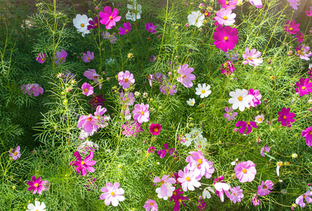 Multicolored flowers of cosmos aster bush with warm sunlight in spring or summer. Gardeningの写真素材