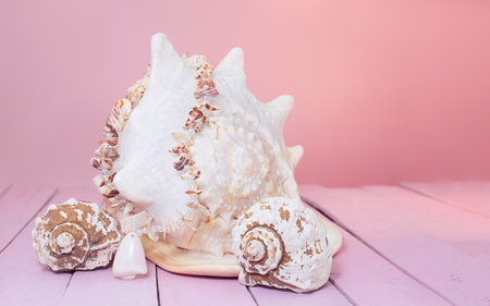 Large white and small seashells and beach beads on pink wooden boards background. Front view. Copy spaceの写真素材