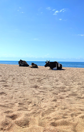 Cows, bulls and calf on sandy beach of sea, ocean. Livestock grazes. Holidays in exotic countries. Vertical. Copy spaceの写真素材