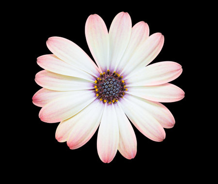 Top view of macro white pink osteosperum daisy flower with yellow and black stamens growing on black isolated background. Design elementの写真素材