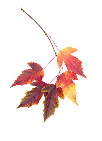 Autumn or summer leaves. Twig with red-yellow ash leaves on white isolated background. Design elementの写真素材