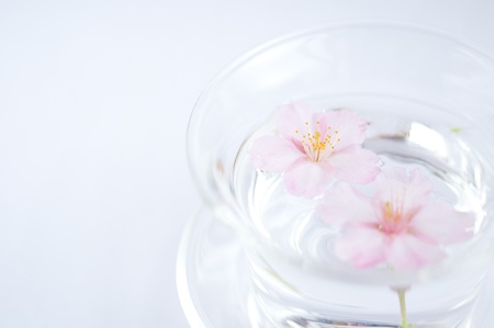 glass of cherry blossoms floatingの写真素材