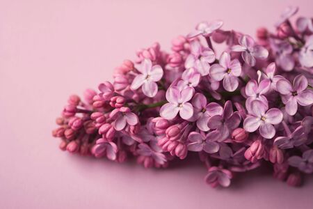 Bright purple lilac flowers isolated on rose backgroundの写真素材