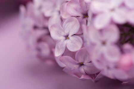 Bright purple lilac flowers isolated on rose backgroundの写真素材