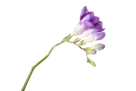 Delicate purple freesia blossom on white background.の写真素材