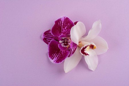 Purple and white orchids isolated on white backgroundの写真素材