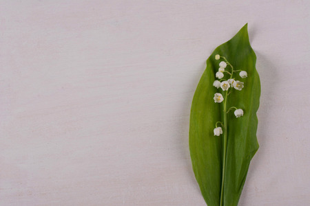 lily of the valley isolated on greyの写真素材